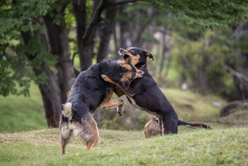 Illegala hundkamper: en sorglig verklighet
