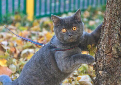 Hur man går ut med en katt med koppel