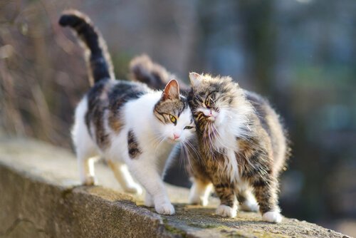 Katten löper - en tid då den blir mycket kelig.