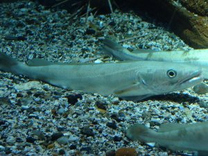 Allt om kummelns intressanta migreringsmönster