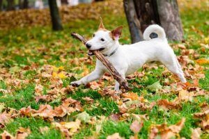 Farorna med att låta din hund leka med pinnar