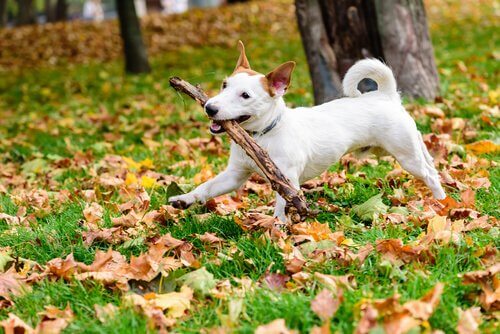 Farorna med att låta din hund leka med pinnar