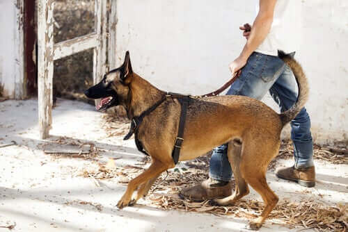 Man som går med hund.