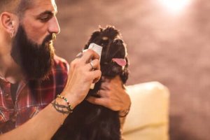 Lär dig hur du rengör din hunds ögon på ett bra sätt