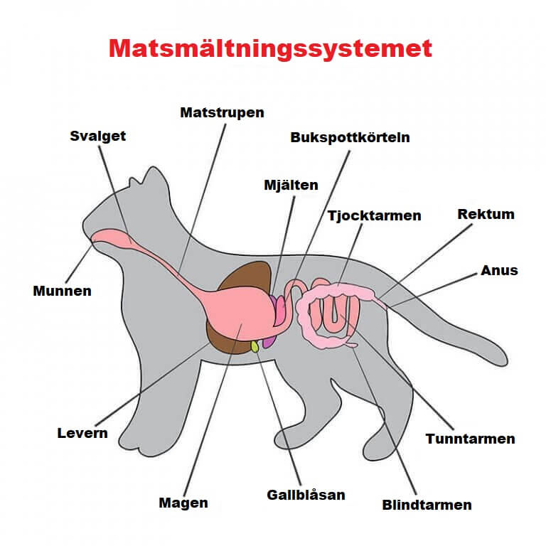 Bild av kattens organ