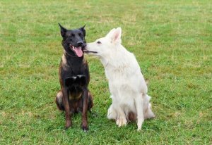 10 tips för att hantera överdrivet sexuellt beteende hos hundar