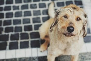 Att skydda din hund mot influensa: hur gör man?