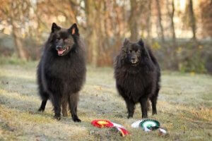 Allt om spetshundar: viktiga och intressanta fakta