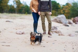 Att ha en hund som är svartsjuk på ens partner