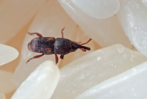 vetevivlar är ohyra bland ris