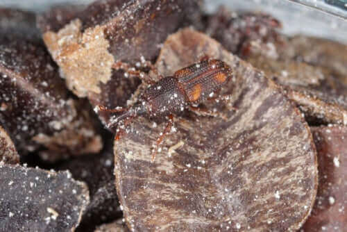 Vivel på spannmål.