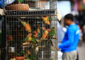 CITES-konventionen och dess förbättringar