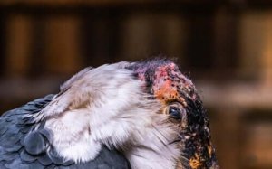 Den stora maraboustorken: en asätande fågel