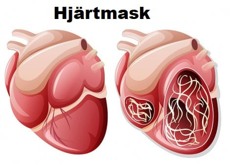 Hjärtmask i hjärtat