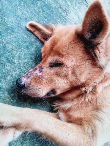 Hund med kliande nos