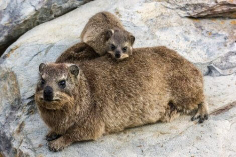 Klipphyrax med unge