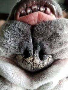 Orsakerna till torr nos hos hundar och hur det behandlas