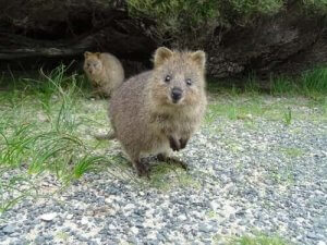 Pungdjuret quokka är världens gladaste djur
