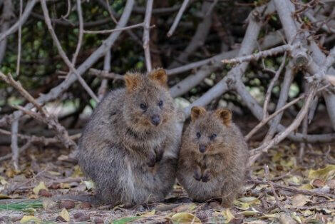 Quokkas på marken