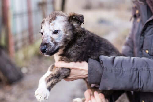 Ringmask hos valpar: symptom och behandling