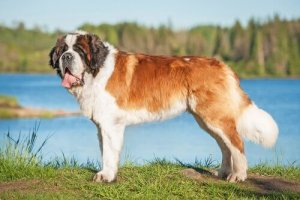Sankt bernhardshund: en beskyddande hund
