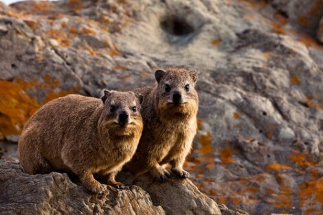 Vaksamma hyraxer på klippa