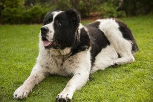 Kardiopulmonell dirofilarios: hjärtmask hos hundar