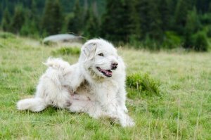 Vanliga parasiter hos hundar – vad finns det för typer?