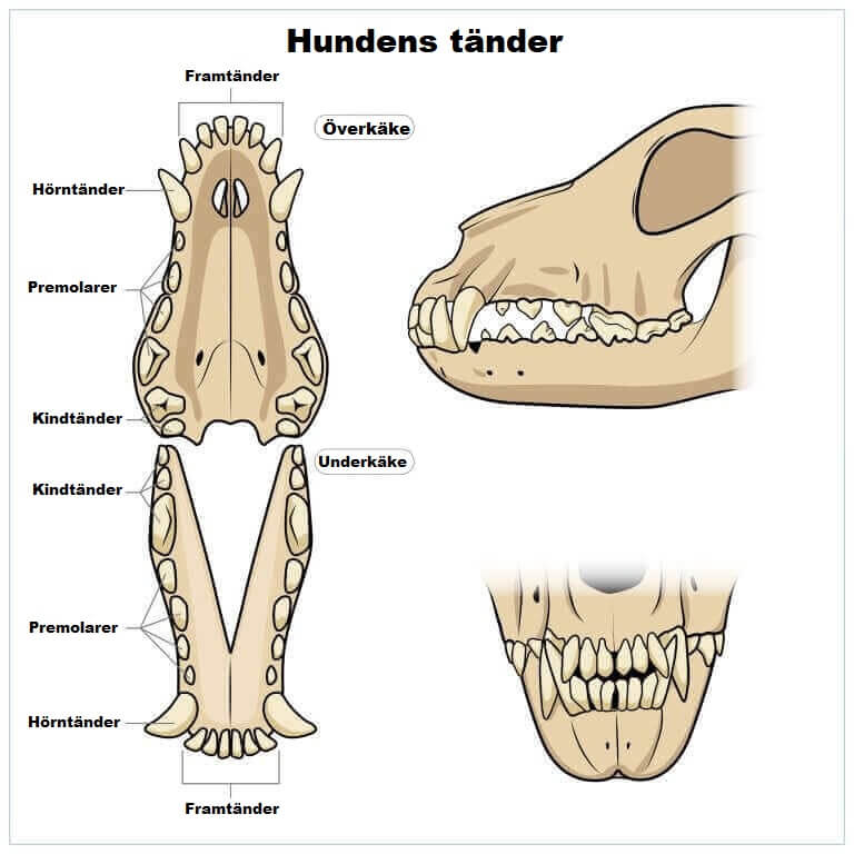 Hundens tänder
