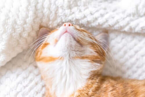 Katt sover i en säng.