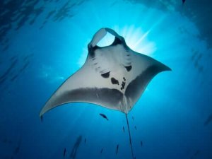 Information om den vackra och mystiska mantan