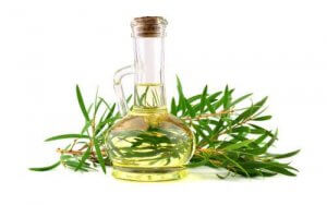 De många fördelarna med teträdolja för hundar