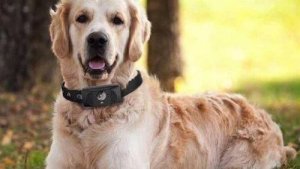 En smartphone för hundar: ring och se vad de gör!