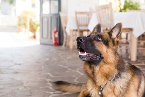 Hur du väljer det bästa hundhotellet för din hund