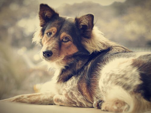 Adoptera en hund och säg farväl till ensamhet