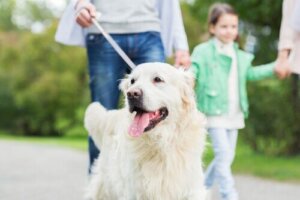 10 saker din hund ovillkorligt gör för dig