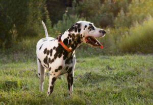 Ledsna hundar viftar också på svansen