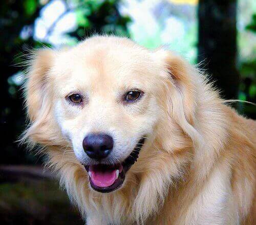 Leende hund