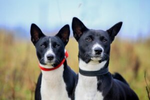 Skydda din hunds öron under sommaren