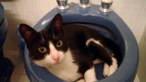 Den fantastiska historien om katten Muki