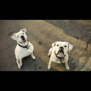 Boxern som övergavs men hittade ett nytt hem