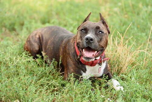 Staffordshire bul terrier