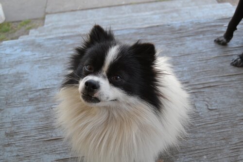 Försiktig! Din hund kommer ihåg allt du gör