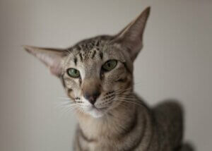 Intressanta fakta om kattrasen orientaliskt korthår