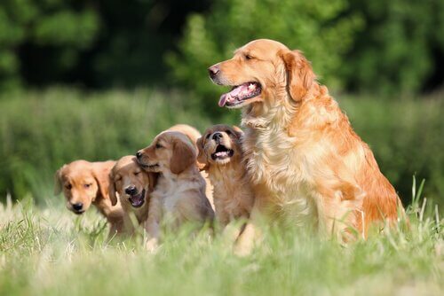 Golden retriever med valpar.