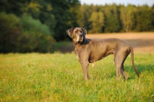 Grand danois: en snäll jätte bland hundar