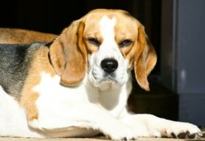 Finns det griniga hundar? Går det att hjälpa dem?