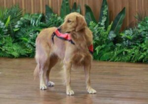 Hunden Happy sprider lycka vart hon än går