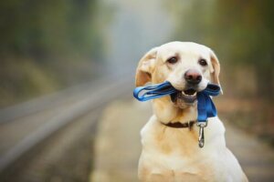 Hur man får hunden att ha på sig koppel