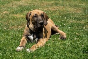 Hunden, favorithusdjuret i Latinamerika